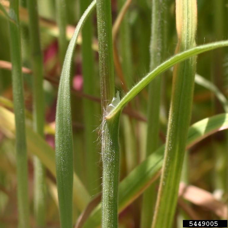 Figure 7. Downy brome has round stems and leaves and sheaths that are densely hairy with a membranous ligule. Picture courtesy of Leslie J. Mehrhoff, University of Connecticut, Bugwood.org